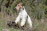 FOX TERRIER 372